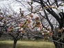 桜とおじいちゃん.JPG