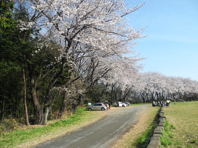 130401年桜.JPG
