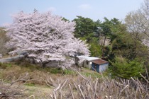 上からの桜.JPG
