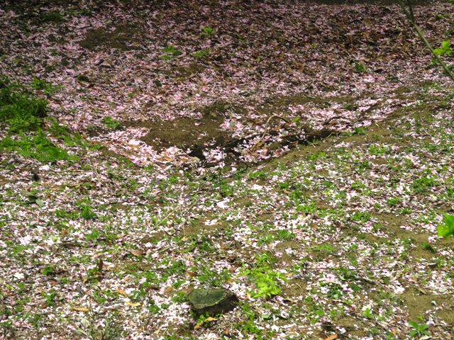 桜のカーペット１.JPG